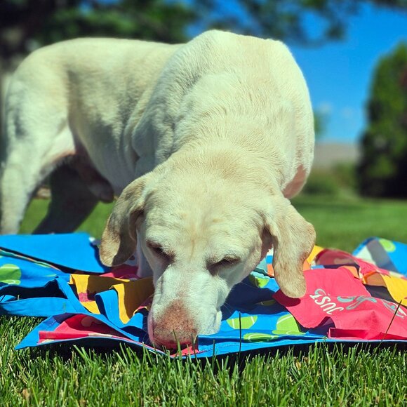 The Busy Blanket Dog Snuffle Mat Treat Sheet Snuffle Mat for All Breeds & Sizes - Picture 11 of 11